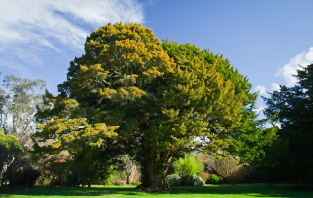  Yew Tree