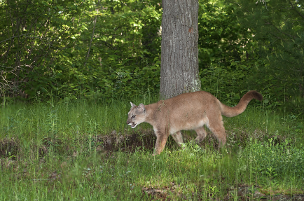 Female Cougar or Puma