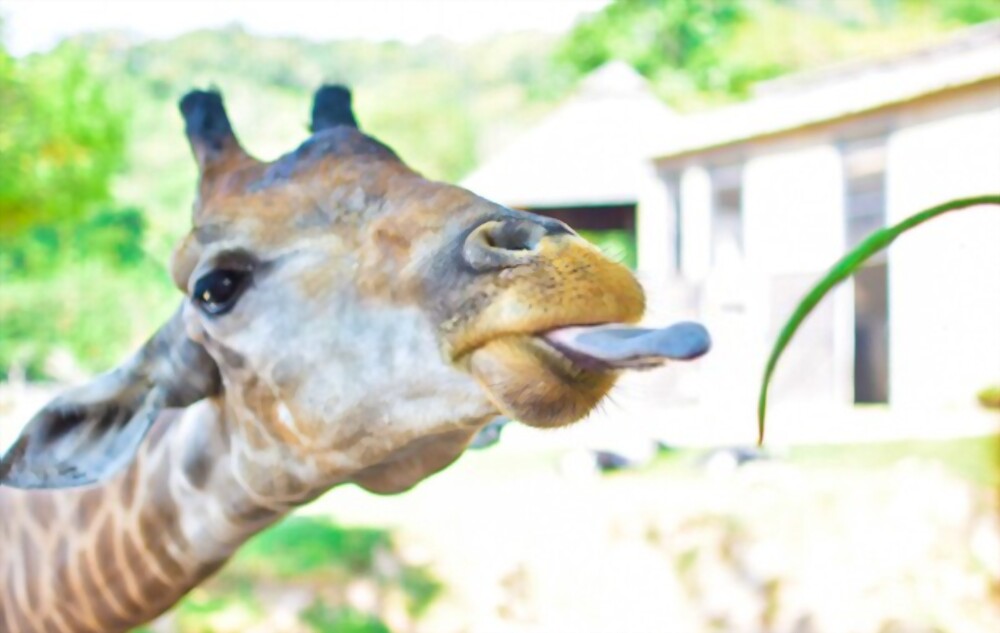 Giraffe’s tongue