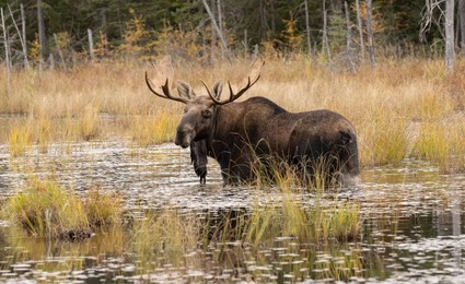 Adult Male Moose