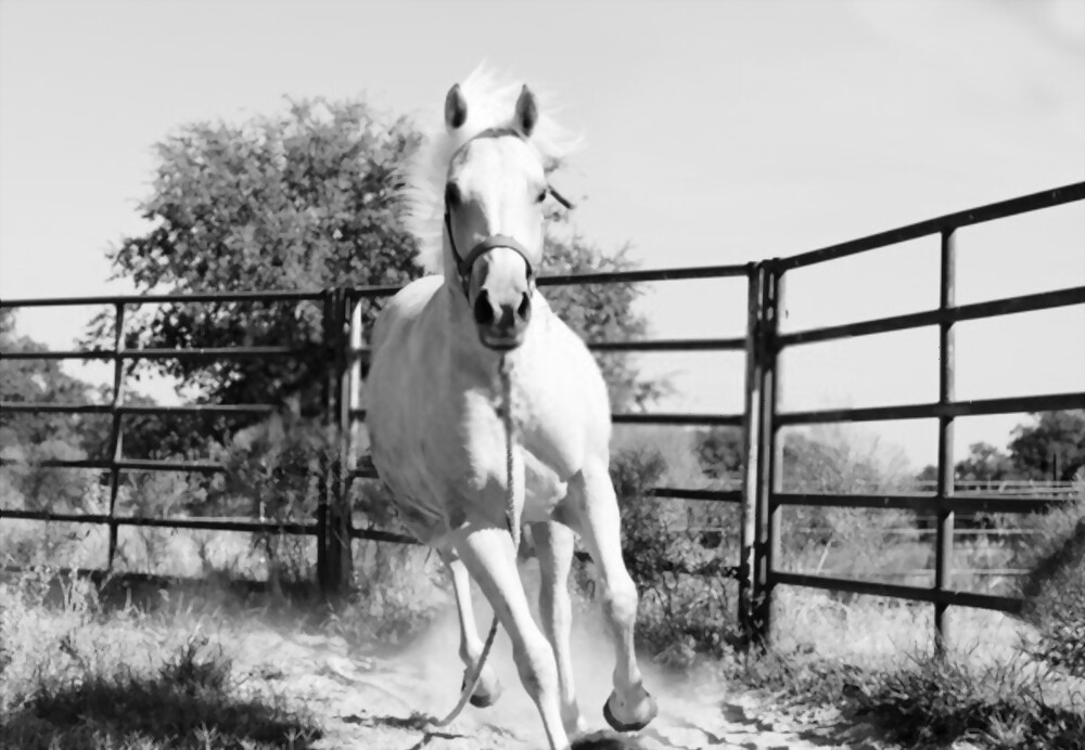 How Big Should a Horse Round Pen Be