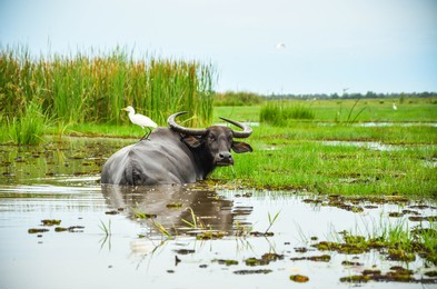 Wild Asian Water Buffalo