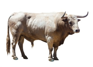 adult bull