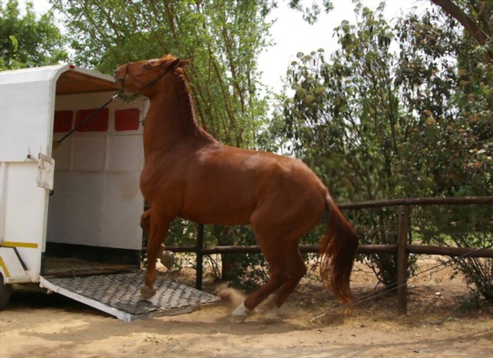 horse trailer sizes