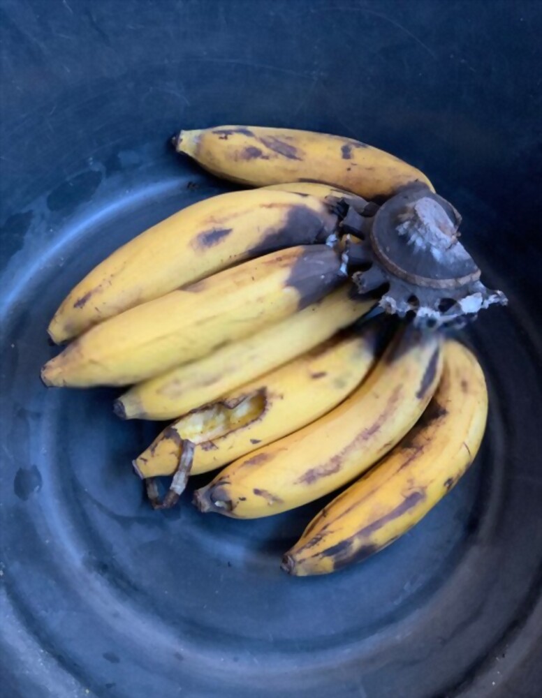 bad bananas