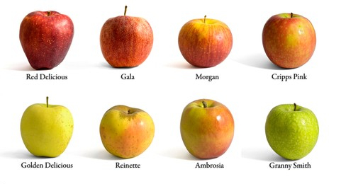 apples variety
