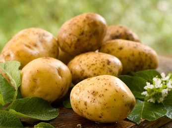 freshness of potato