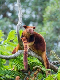 Grizzled Tree-Kangaroo 